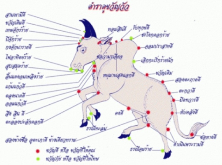 วัวชน